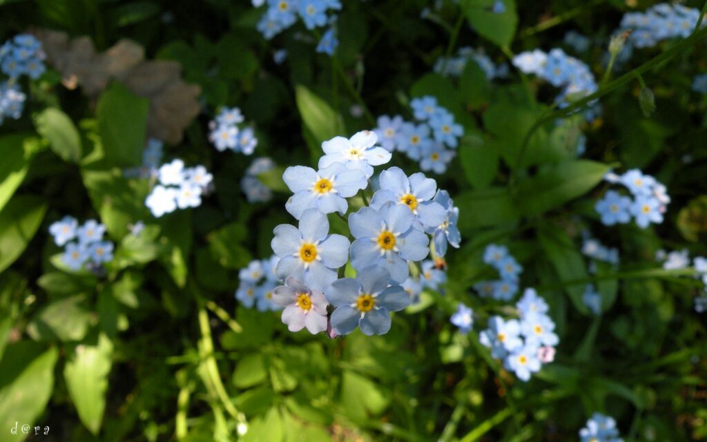 Serene Blue Flower Wallpaper: Lush Green Grass & Natural Ambiance