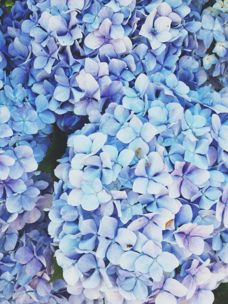 Serene Blue Flower Wallpaper - Tranquil Aesthetic Background