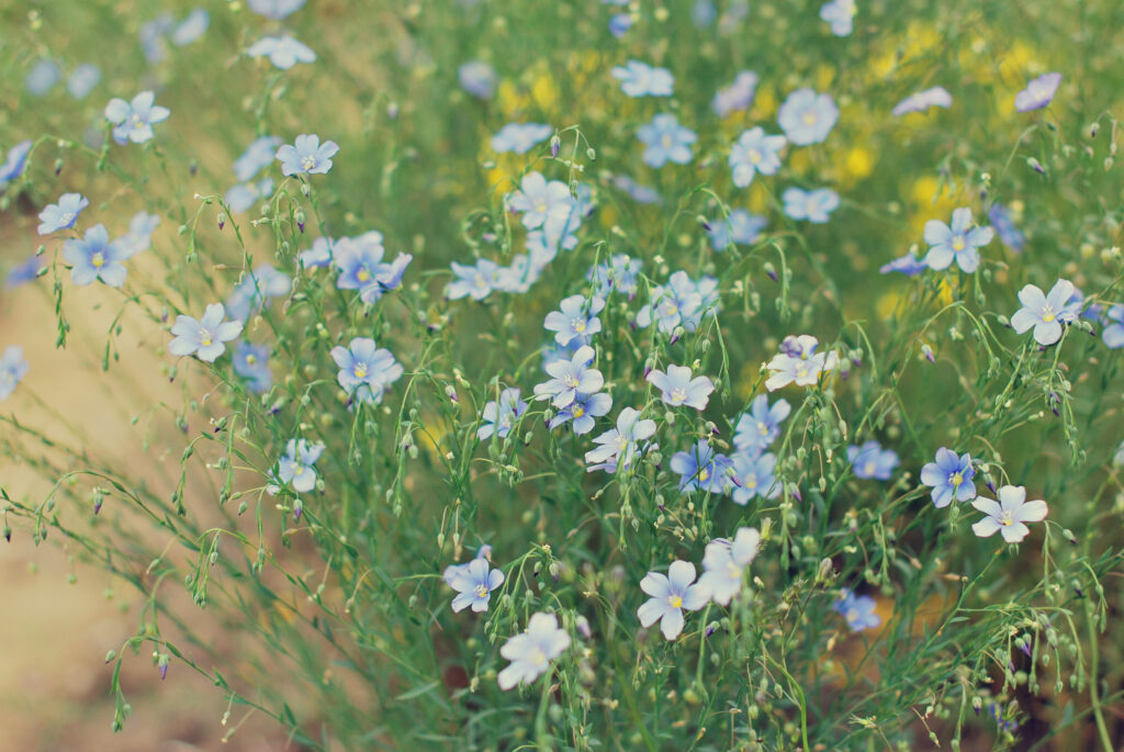 Serene Blue Flower Field Wallpaper - Calming Natural Light Background