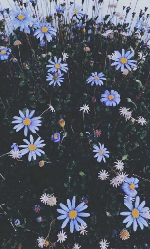 Serene Blue Flower Field Wallpaper: Calming Natural Background