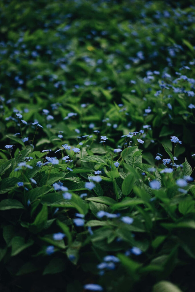 Serene Blue Flower Field Wallpaper: Nature's Peaceful Background