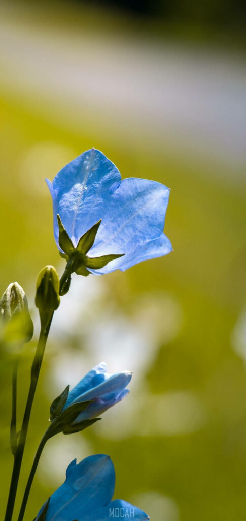 Delicate Blue Flower Wallpaper: Serene Green Background Close-Up