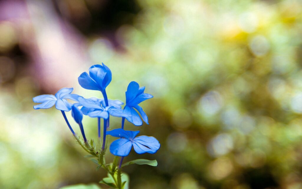 Delicate Blue Flowers Wallpaper: Serene Floral Background