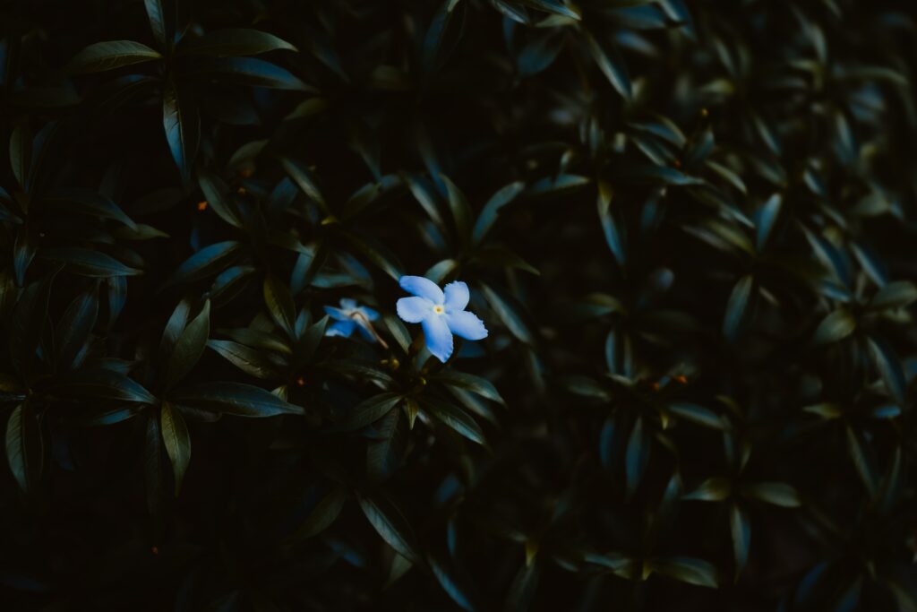 Serene Close-Up of Delicate Blue Flower Amidst Green Leaves Wallpaper