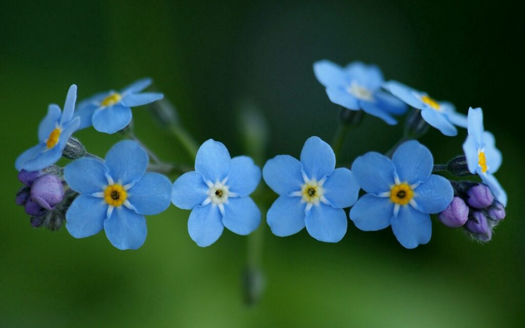Tranquil Blue Flower Wallpaper: Serene Nature Background