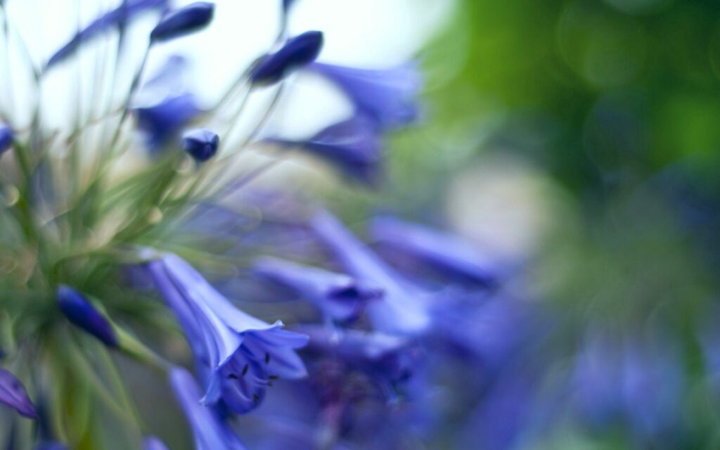 Tranquil Blue Flower Wallpaper: Serene Natural Background
