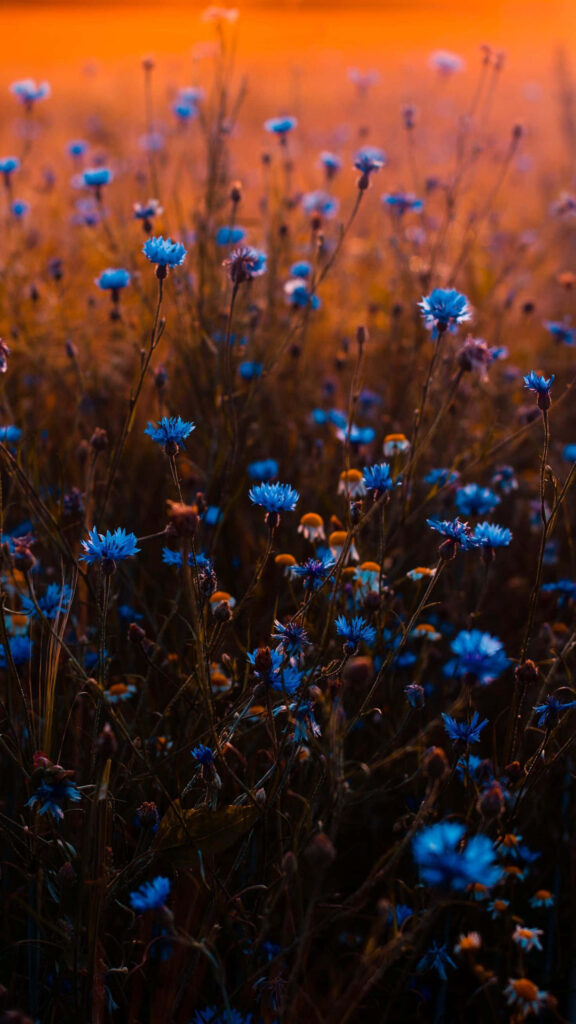 Serene Blue Flower Wallpaper with Warm Amber Background