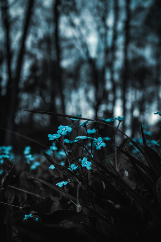 Serene Blue Flower Wallpaper with Blurred Forest Background