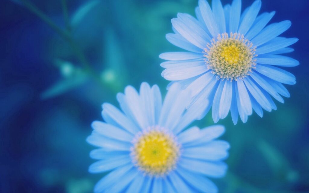 Calming Blue Flower Wallpaper: Serene Background for Relaxation