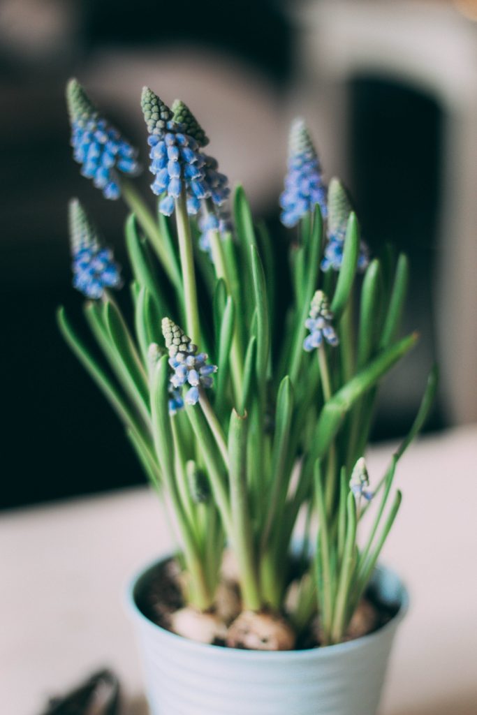 Close-up of vibrant blue Grape Hyacinths in pot with slender green stems and soft background Wallpaper
