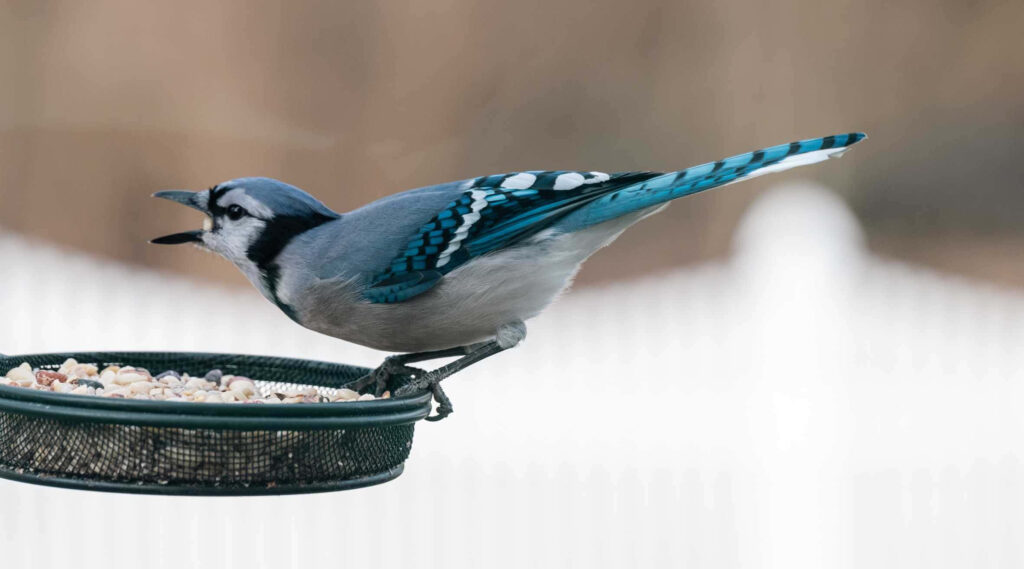 Serene Blue Jay Feeder Moment - Vibrant Wildlife Wallpaper