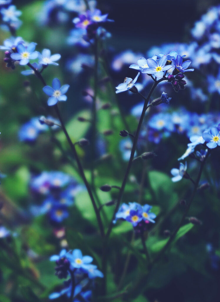 Serene Blue Myosotis Flowers Wallpaper on Lush Green Background