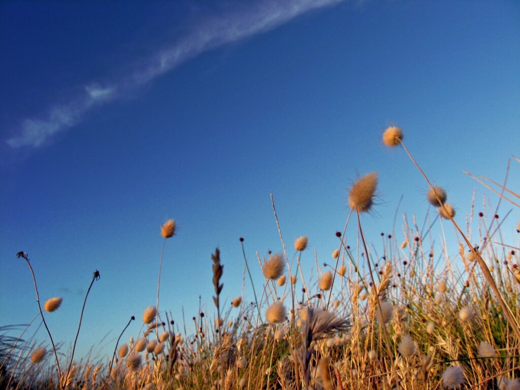 Bright sky with wispy clouds above golden dry grass and fluffy seed heads wallpaper background