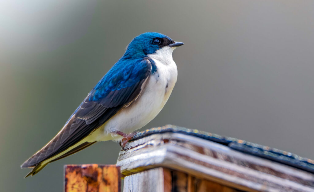 Serene Blue and White Swallow Wallpaper - Peaceful Background Design