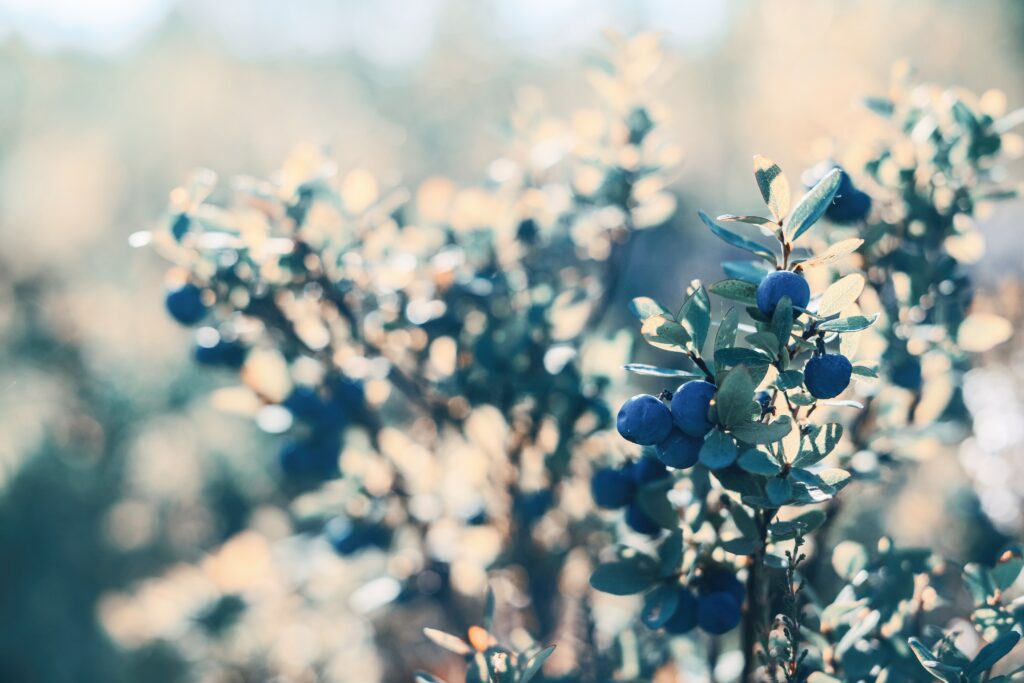 Serene Blueberry Bushes Wallpaper: Ripe Berries & Soft Sunlight