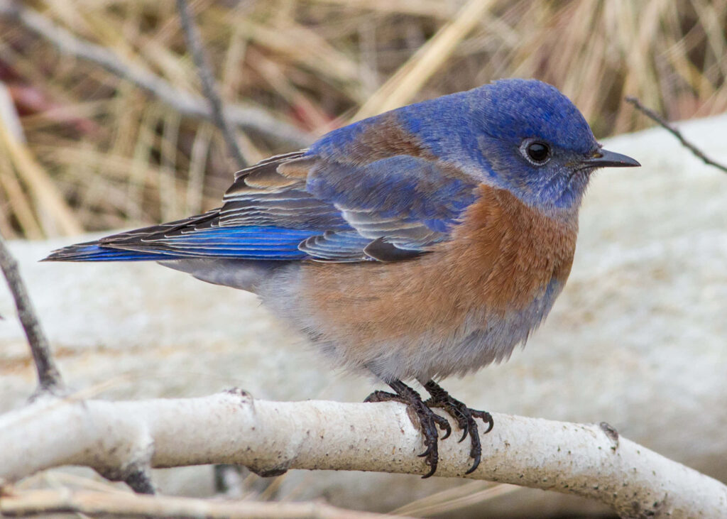 Serene Bluebird Wallpaper: Striking Nature’s Beauty Background