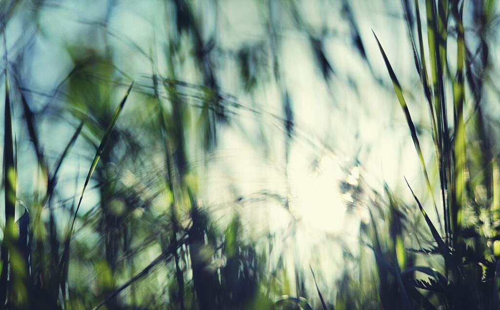 Serene Blurred Grass Wallpaper - Peaceful Natural Atmosphere