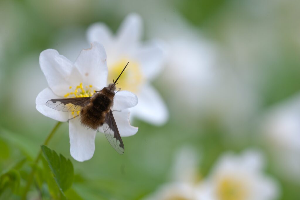 Serene Macro Shot: Bombylius Insect on White Flower Wallpaper