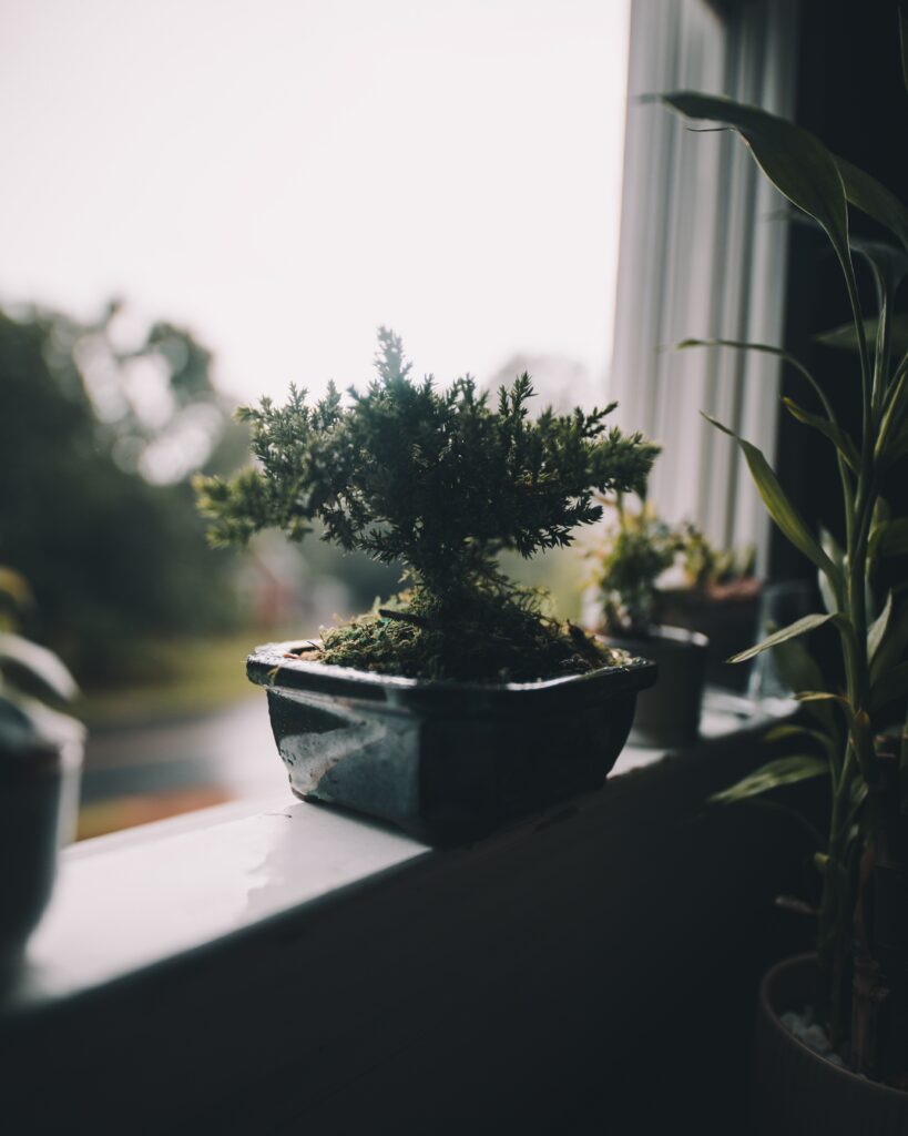 Serene Bonsai Tree Wallpaper: Calm Windowsill Scene in Natural Light