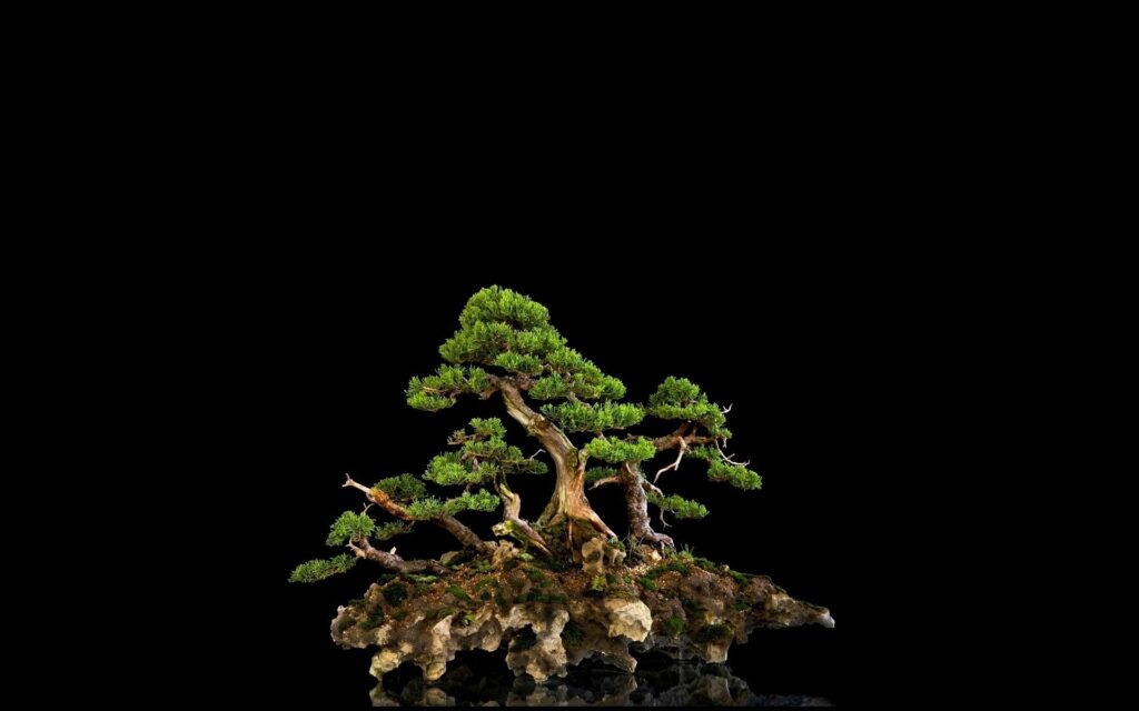 Striking bonsai tree with intricate branches and lush green foliage on black background wallpaper