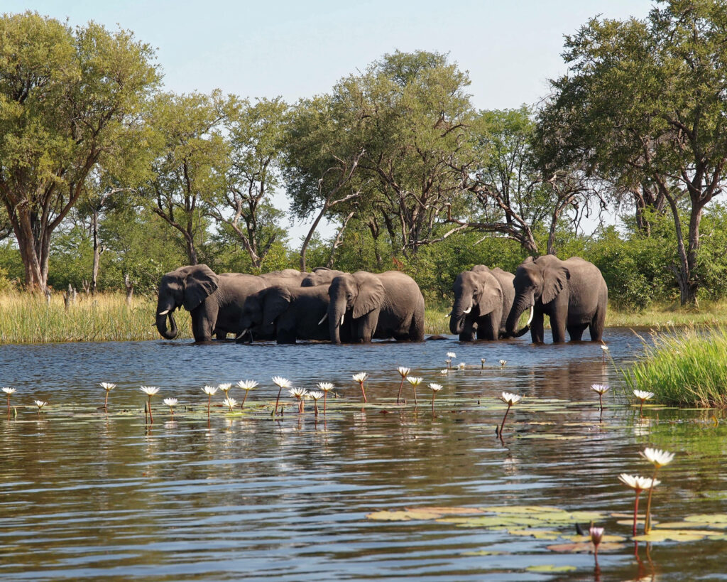 Botswana Elephants Wading in Tranquil Water - Serene Wildlife Scene Wallpaper