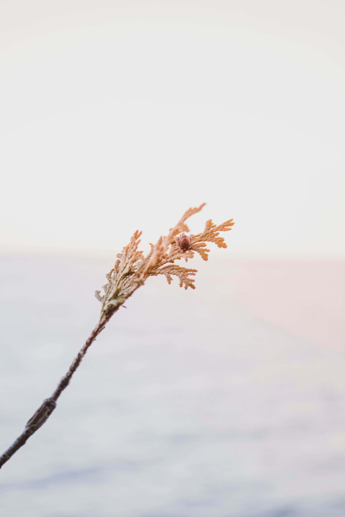Minimalist Wallpaper: Delicate Branch with Dried Buds on Soft Background