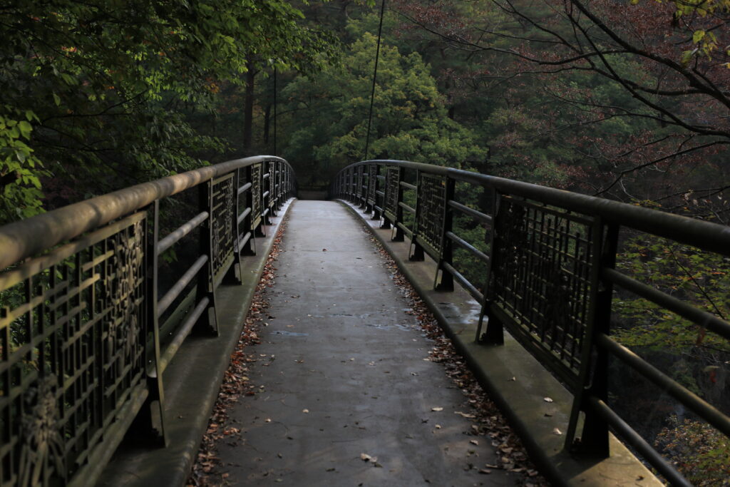 Tranquil bridge in lush green forest with soft light filtering through dense foliage wallpaper background