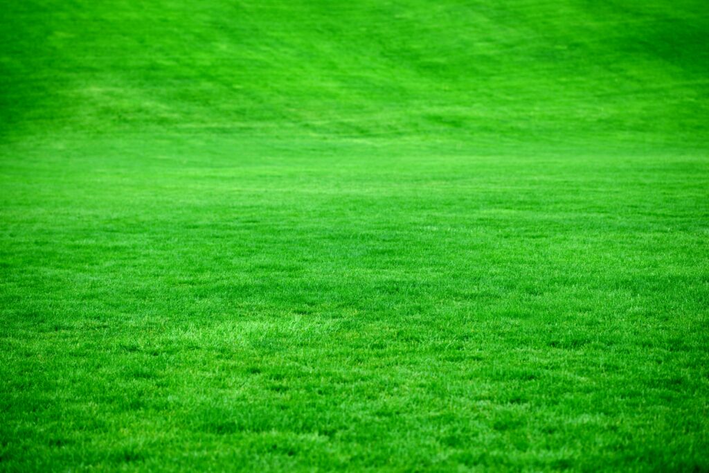 Lush bright green grass under natural light serene refreshing lawn wallpaper background