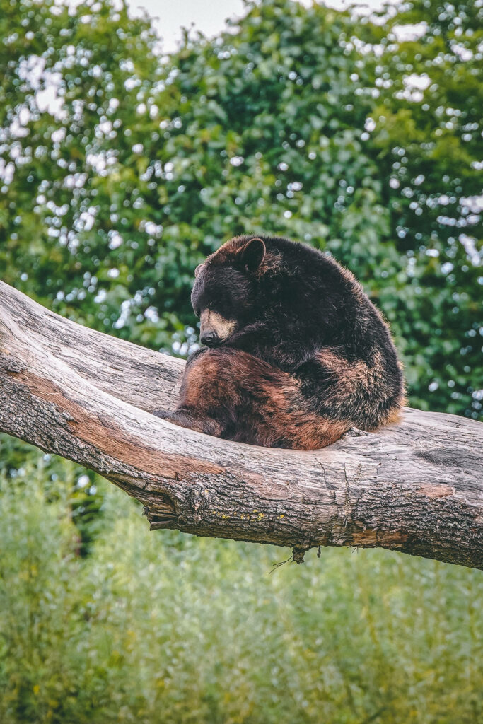 Serene Brown Bear on Tree Branch: Peaceful Nature Wallpaper