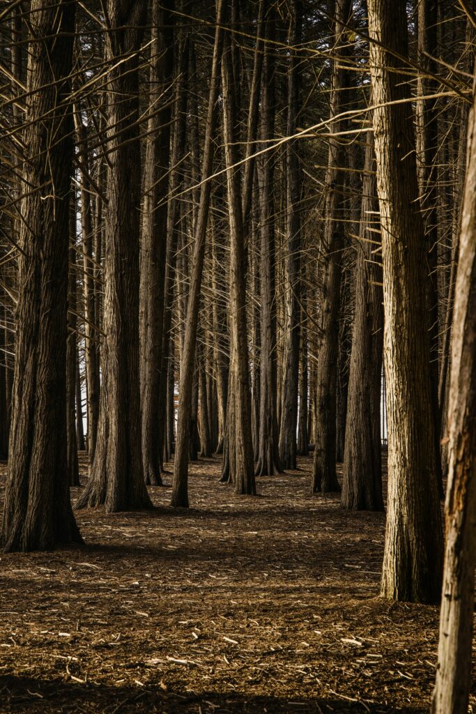 Dense forest wallpaper with tall slender trees and warm brown tones in serene natural light