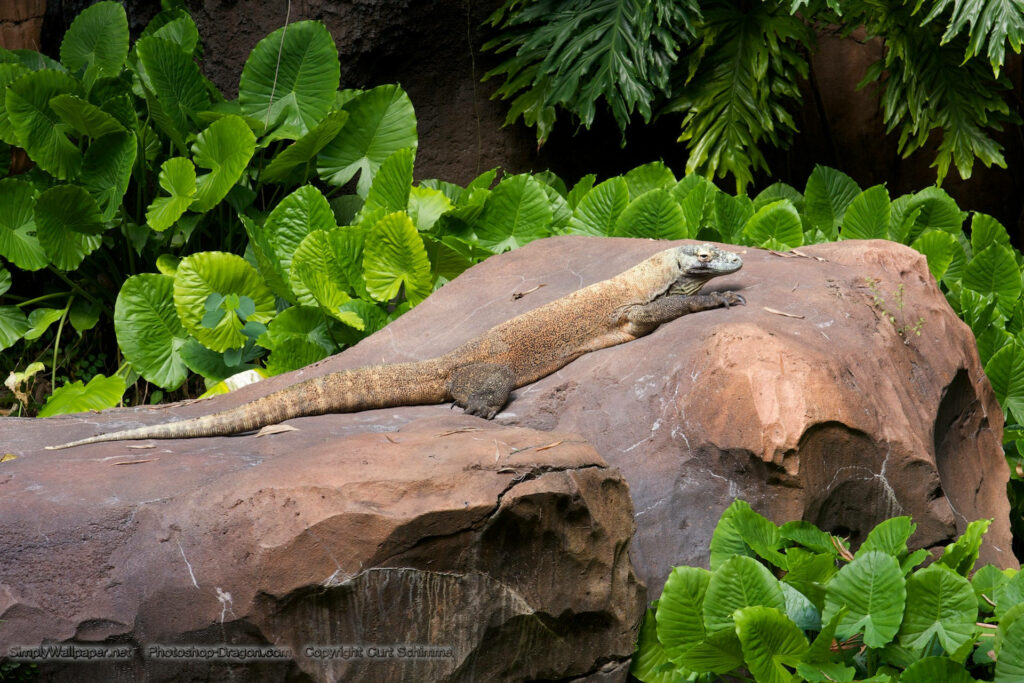 Serene Komodo Monitor Lizard Basking on Rock in Lush Greenery Wallpaper