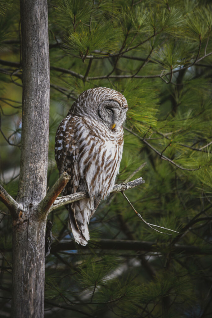 Serene Brown Owl Sleeping on Tree Branch - Nature Wallpaper