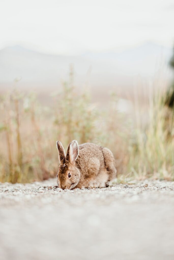 Serene Brown Rabbit in Natural Greenery Wallpaper Background