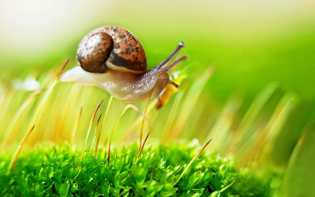 Close-Up of Brown Snail on Lush Green Moss Wallpaper