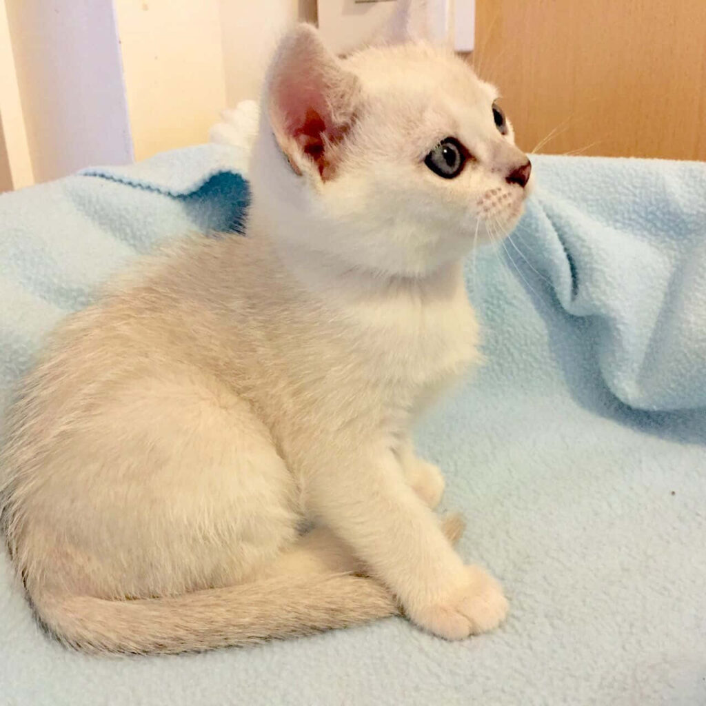 Graceful Burmilla cat with silver fur and green eyes resting on light blue cozy rug Wallpaper