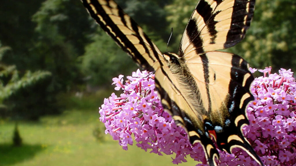 Serene Butterfly Bush Wallpaper: Delicate Blooms & Graceful Butterfly