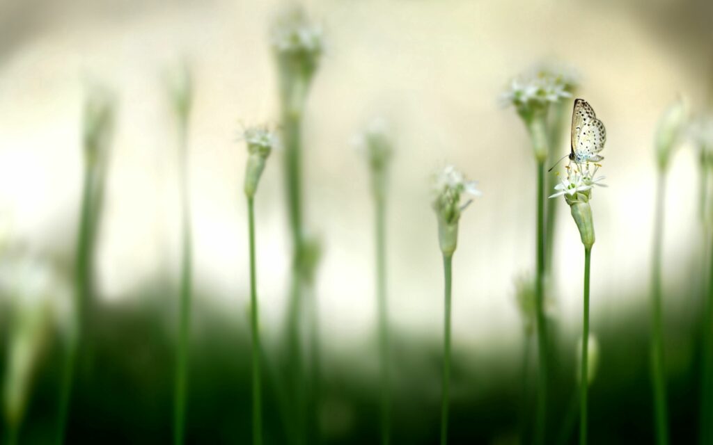 Serene Butterfly Wallpaper: Delicate Scene with Soft Light & Glare