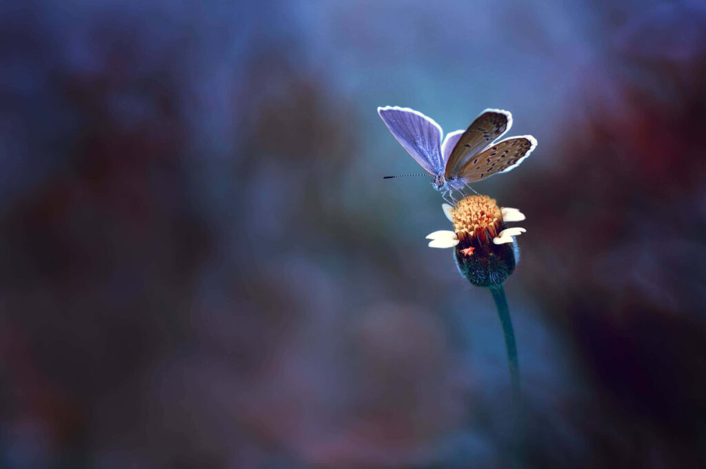 Delicate Butterfly on Blooming Flower - Serene Wallpaper Background