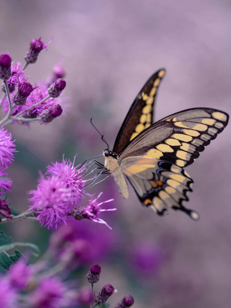 Serene Butterfly Wallpaper: Delicate Beauty on Purple Flowers