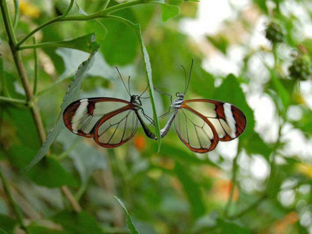 Serene Butterflies on Green Leaves - Wallpaper Background
