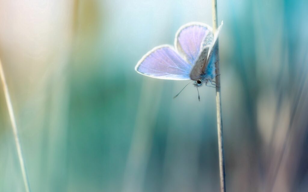 Serene Butterfly Wallpaper: Delicate Design on Blurred Tranquil Background