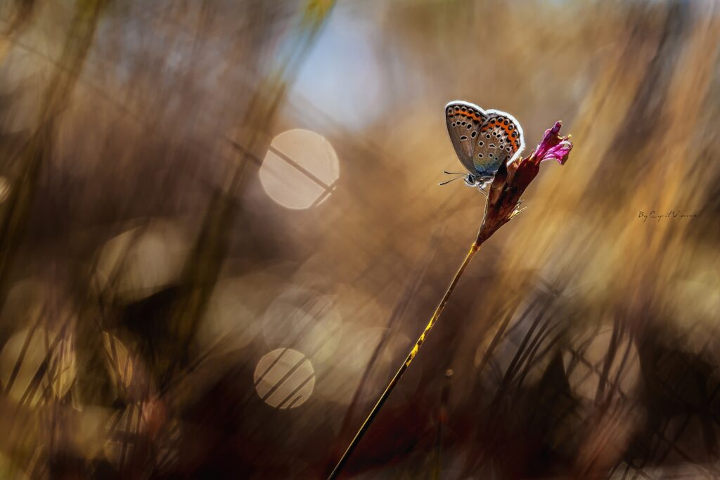 Serene Butterfly Flower Wallpaper: Tranquil Dreamy Background