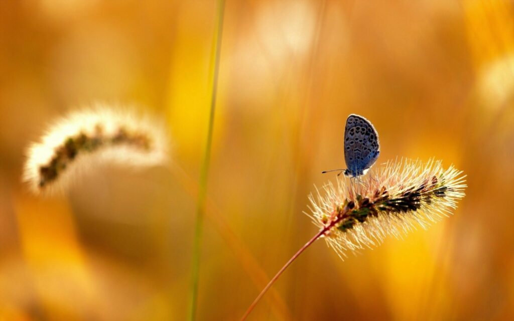 Serene Butterfly Wallpaper: Golden Background & Nature's Beauty