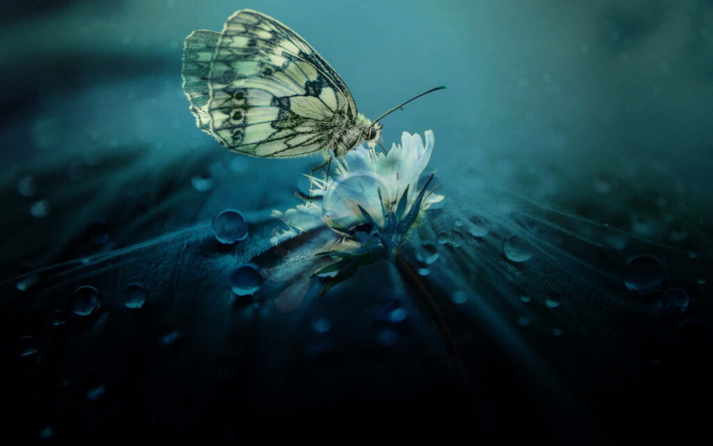 Serene Butterfly Wallpaper: Ethereal Mist & Dewdrop Beauty