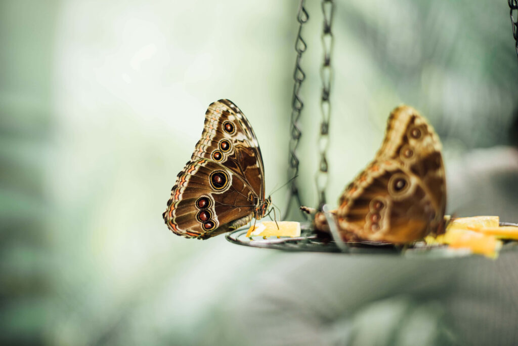 Serene Butterfly Wallpaper: Intricate Patterns on a Calming Background