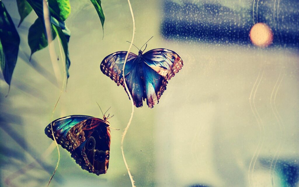 Serene Butterfly Wallpaper: Vibrant Scene with Soft Glowing Background