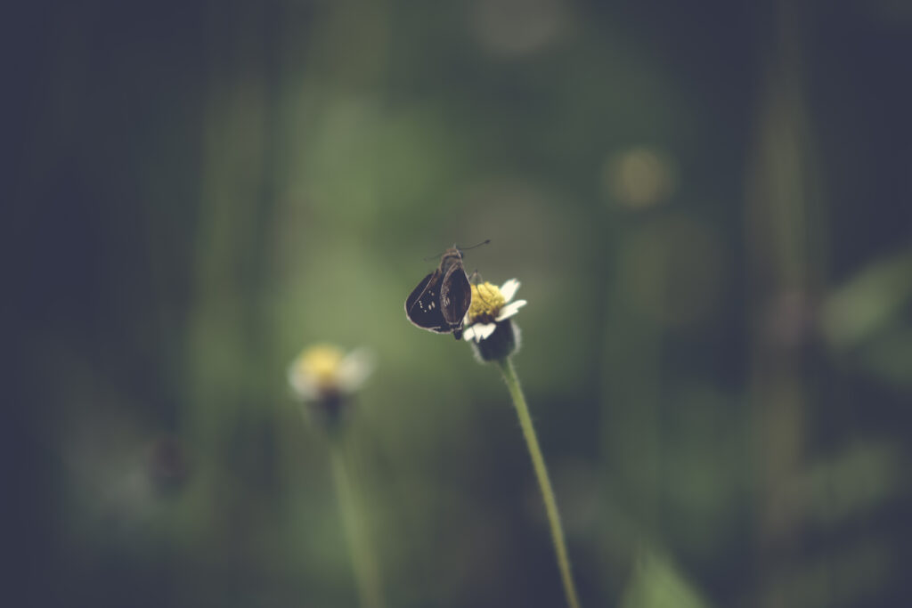 Serene Wallpaper: Butterfly on Wildflower with Blurred Green Background