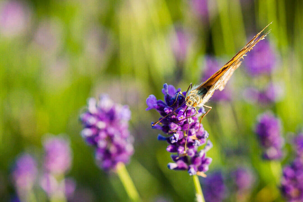 Serene Butterfly on Lavender: Nature-Inspired Wallpaper Background