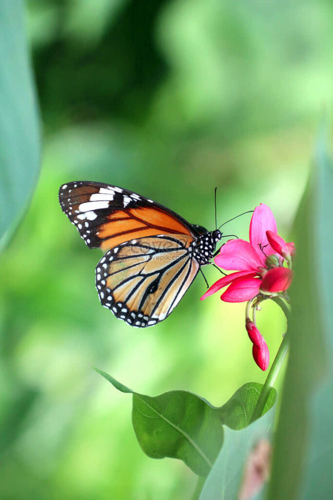 Serene Nature Wallpaper: Butterfly on Pink Flower in Lush Green