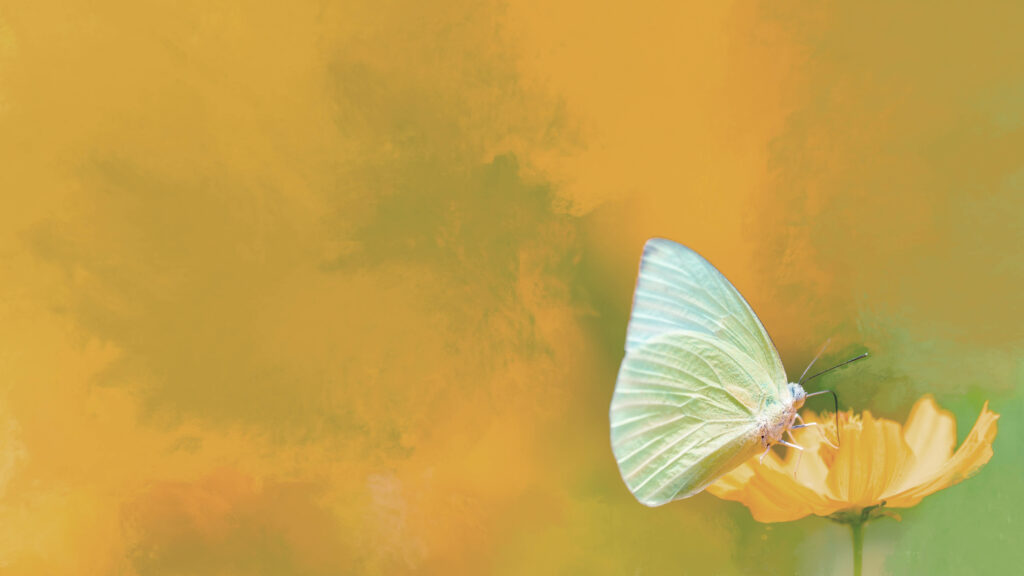 Serene Butterfly on Yellow Flower - Vibrant Nature Wallpaper